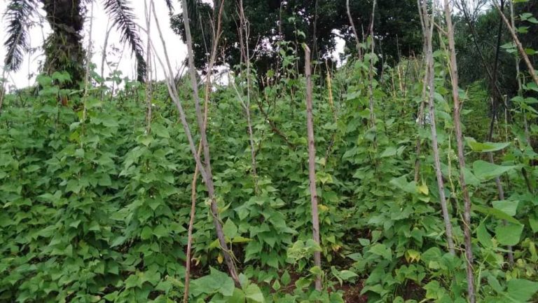 Des cultures du haricot ont été attaquées par la maladie appelée « Mildiou »