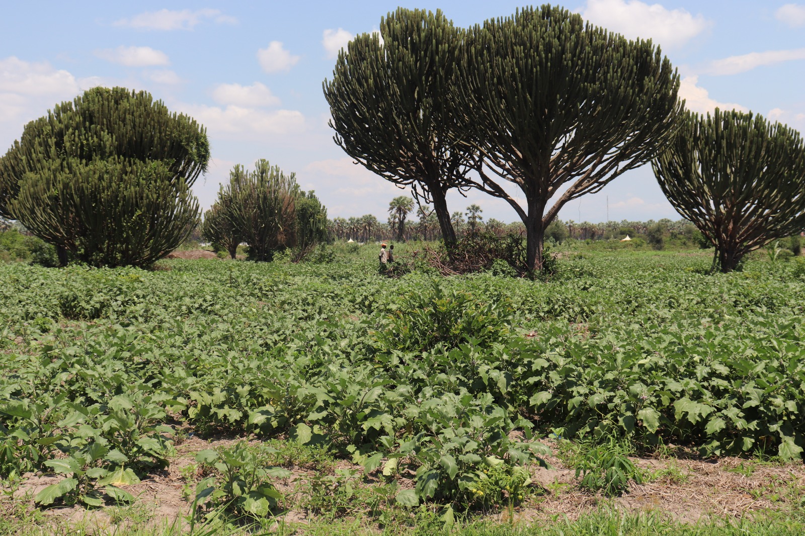 parc national de la Rusizi dans le secteur parmelaie situé sur la colline Kibaya, zone Buringa en commune Gihanga.