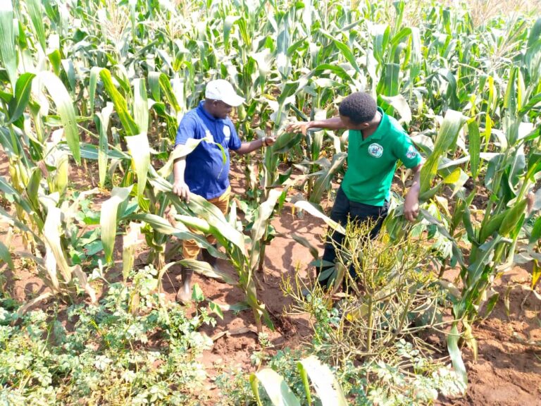 Province de Gitega : Irrigation pendant la saison sèche