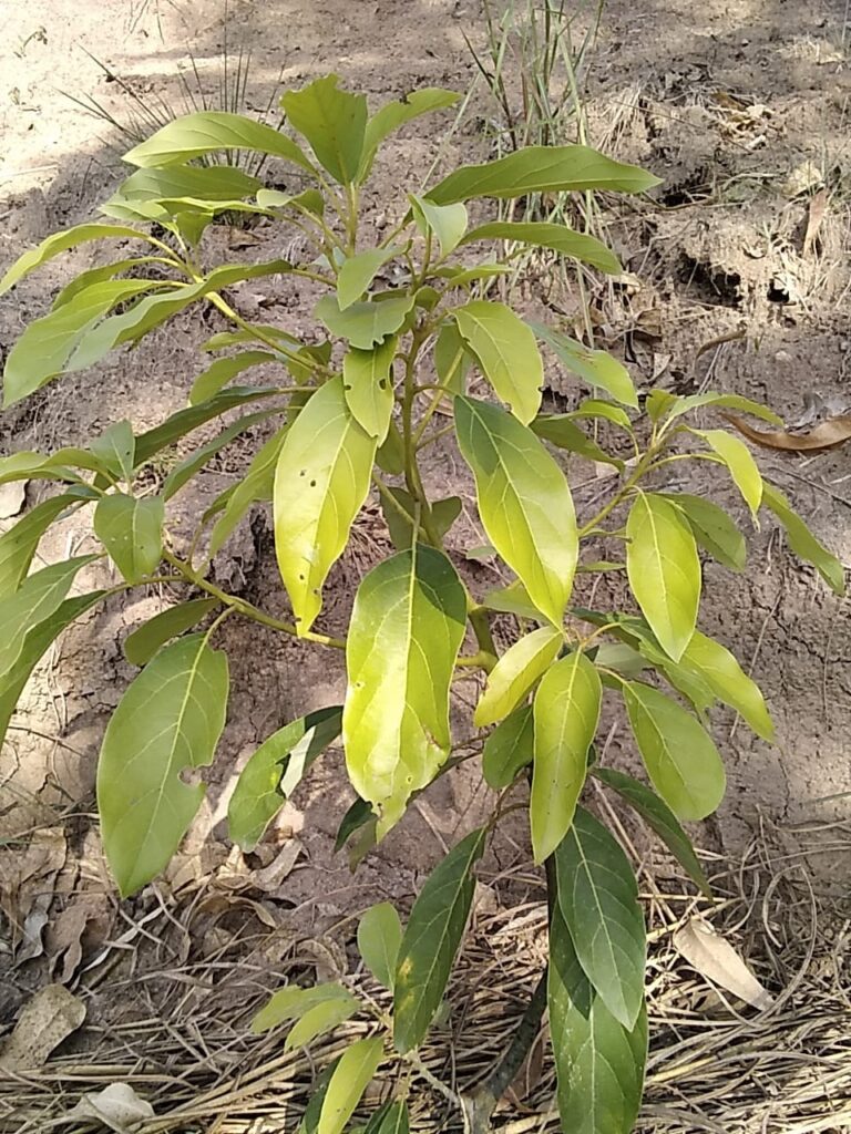 Avoc 0 jpg