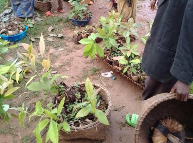 Plant 2