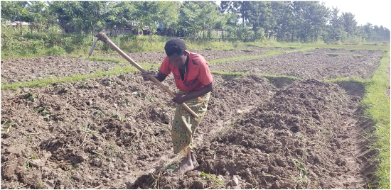 de Constance Niyungeko, une cultivatrice de la commune Kabezi en province de Bujumbura