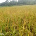 Riz (1)