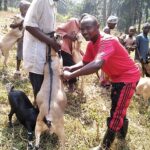 Vache-1